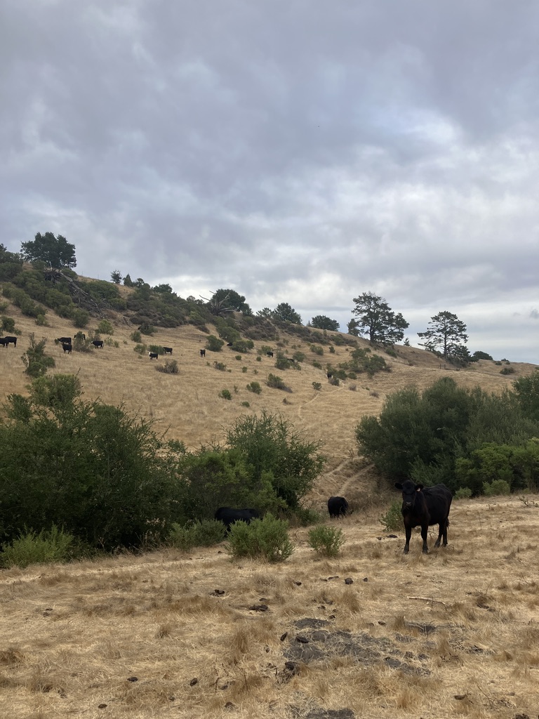 cows in east bay