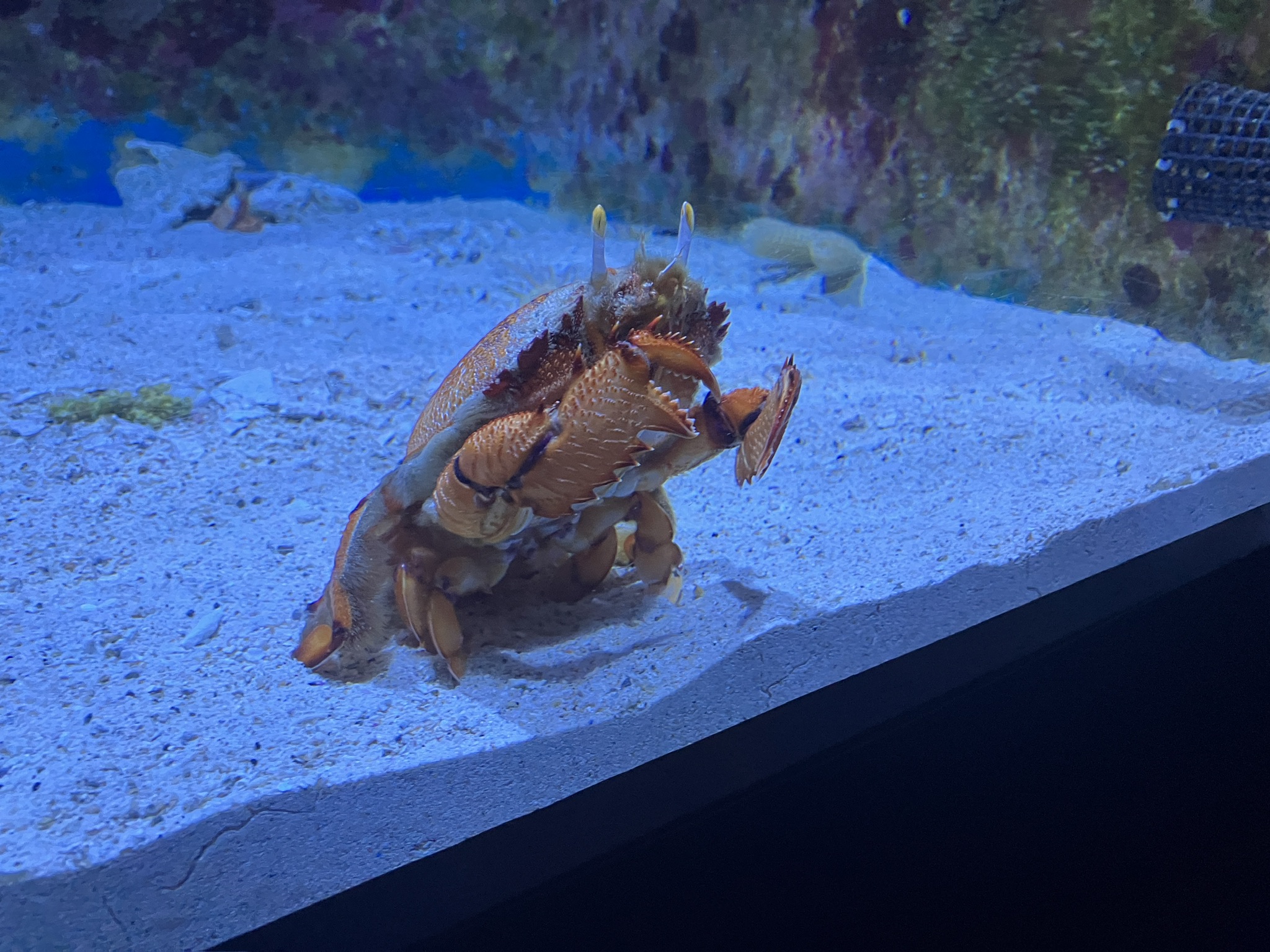 crab from okinawa