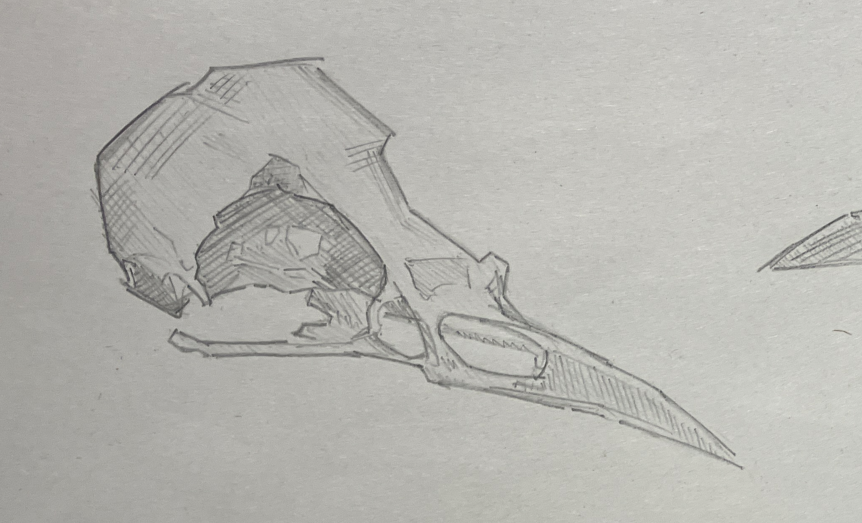 birb